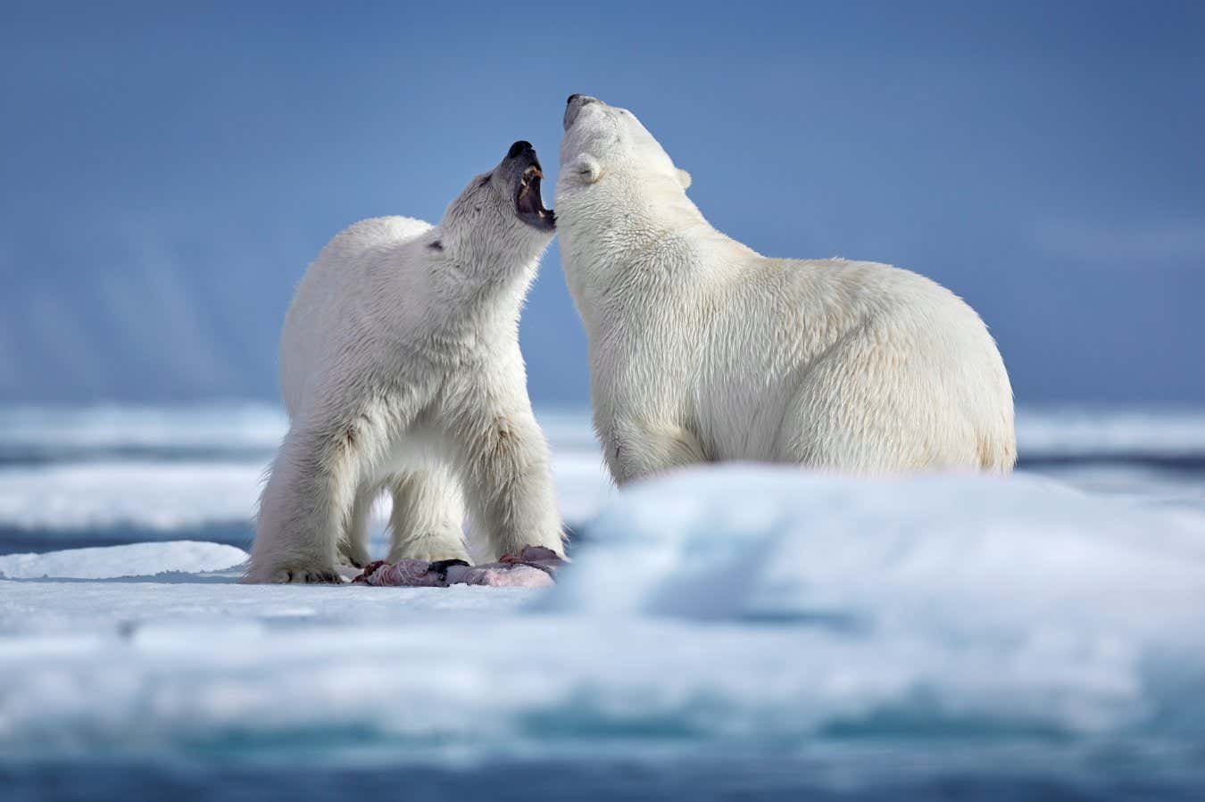 How polar bears prevent ice from freezing on their fur