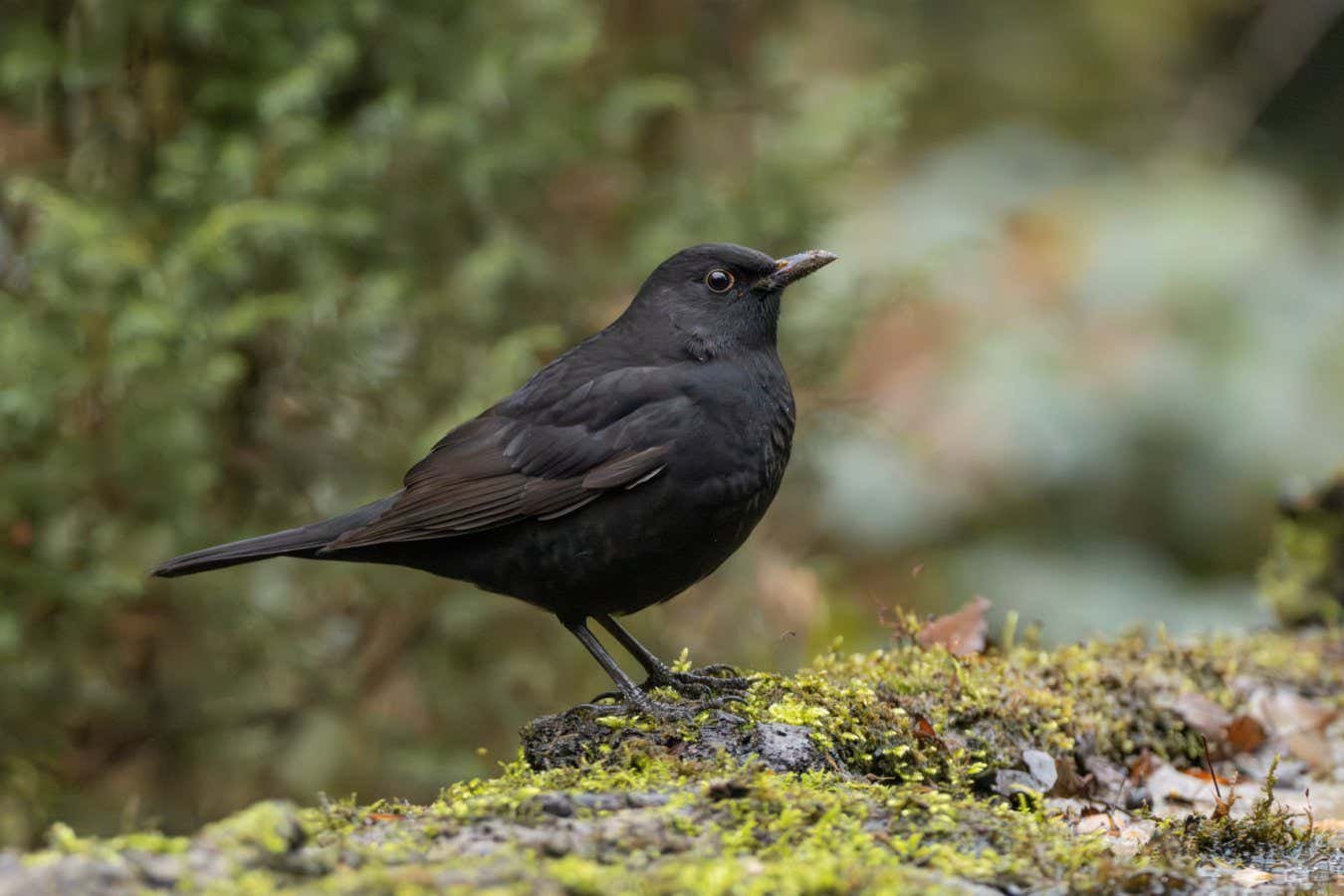 Blackbird -deaths point to threatening West Nile -Viru threat in UK