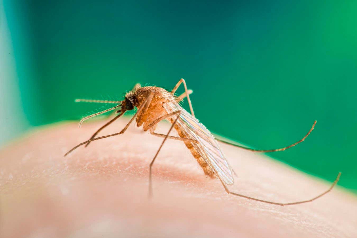 West Nile Virus detained in mosquito in Britain for the first time