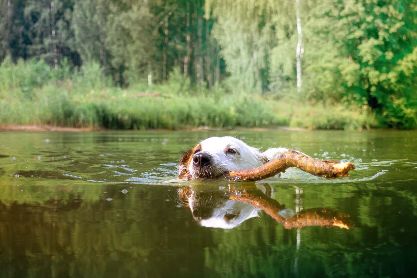Dogs water with pesticides even weeks after flea treatment