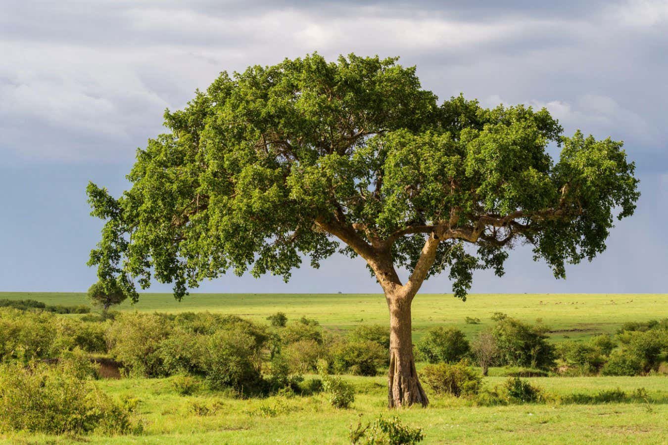 Fig trees can benefit the climate by transforming carbon dioxide into stone
