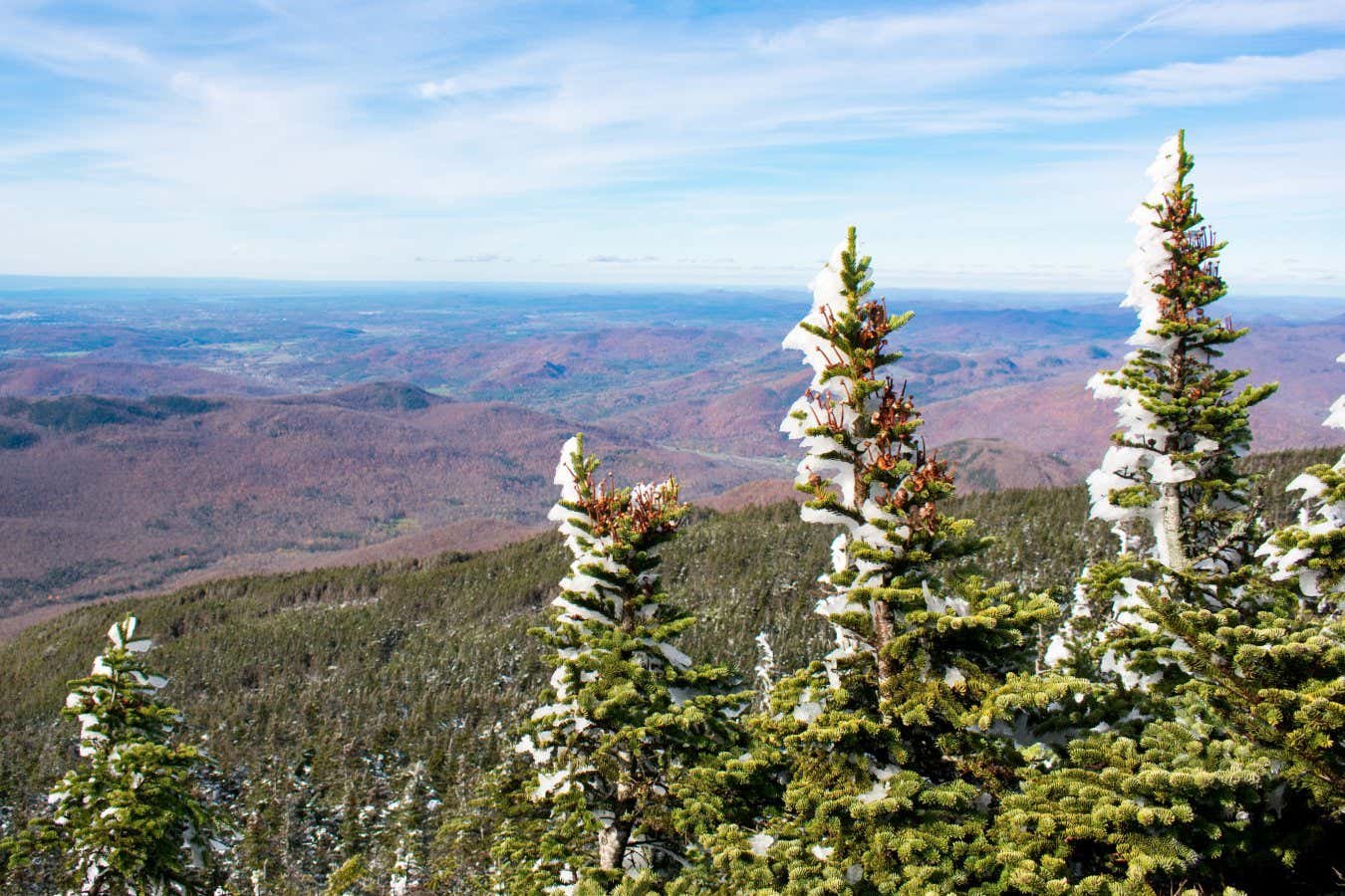 Forest's vanishing snow is also bad news for storing carbon