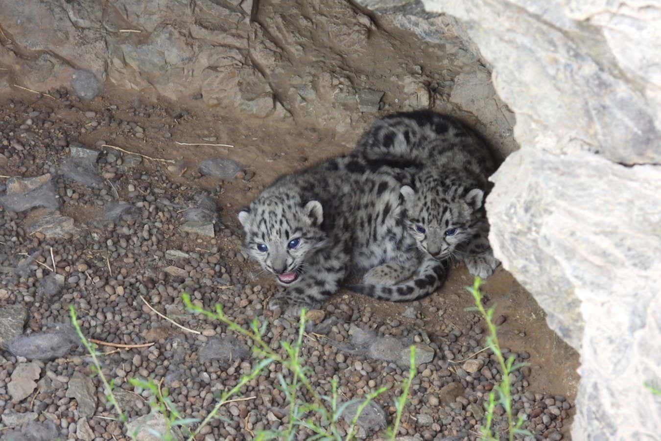 Two of five Snow Leopard Cubs recently photographer in Mongolia